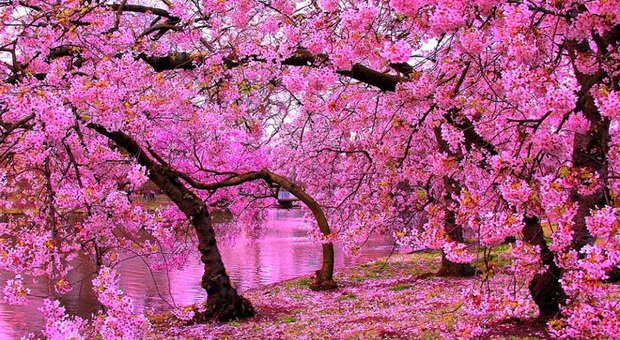 Unduh 66 Koleksi Background Foto Bunga Sakura HD Gratis