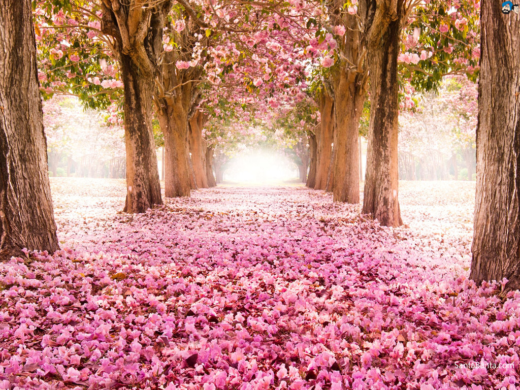 Josart Wallpaper Hd Download Gambar Wallpaper Bunga Sakura